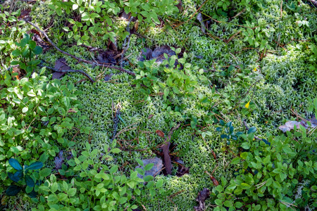 Borítókép: Pázsit helyett: 8 talajtakaró növény, ami elnyomja a gyomokat és még díszít is