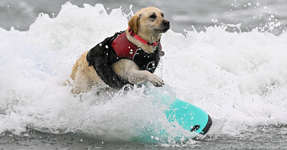 Szörföző labrador