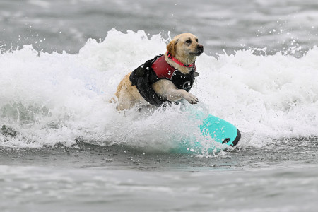 Borítókép: Szörföző kutyákért őrült meg a közönség Amerikában