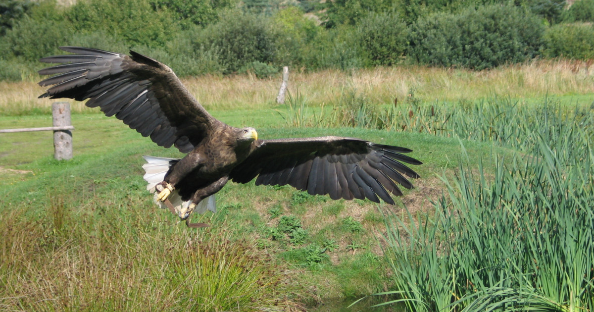 Ezek Magyarország legmagasabb természetvédelmi értékkel bíró állatai