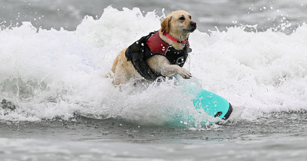 Borítókép: Nincs ennél édesebb! 2025-ben megrendezték a szörföző kutyák világbajnokságát
