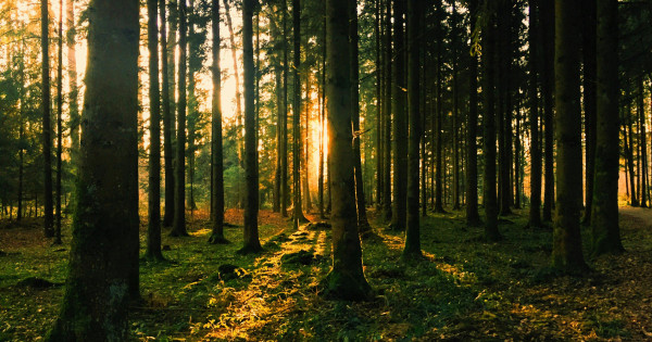 Borítókép: Íme Magyarország 14 legmagasabb természetvédelmi értékkel bíró állata - értékük eléri az 1 millió forintot!