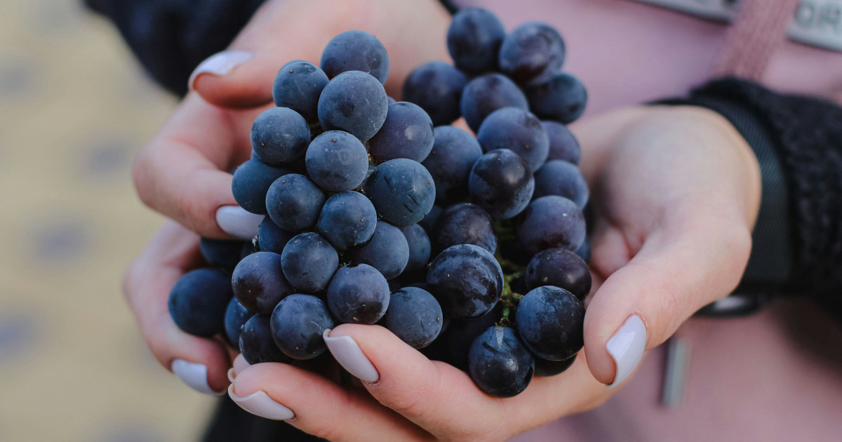 Borítókép: Itt a szőlőszezon: 8 ok, amiért érdemes ezt a fürtös finomságot fogyasztanod