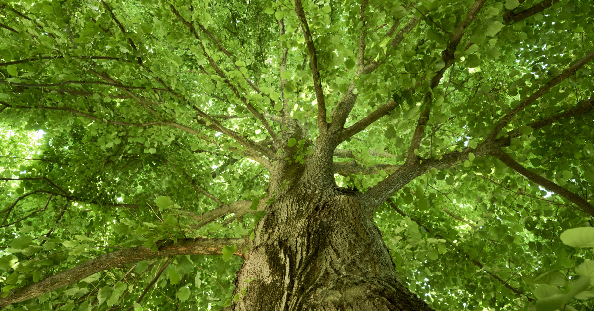 Hatalmas, vastag törzsű fa koronája, alulról fotózva.