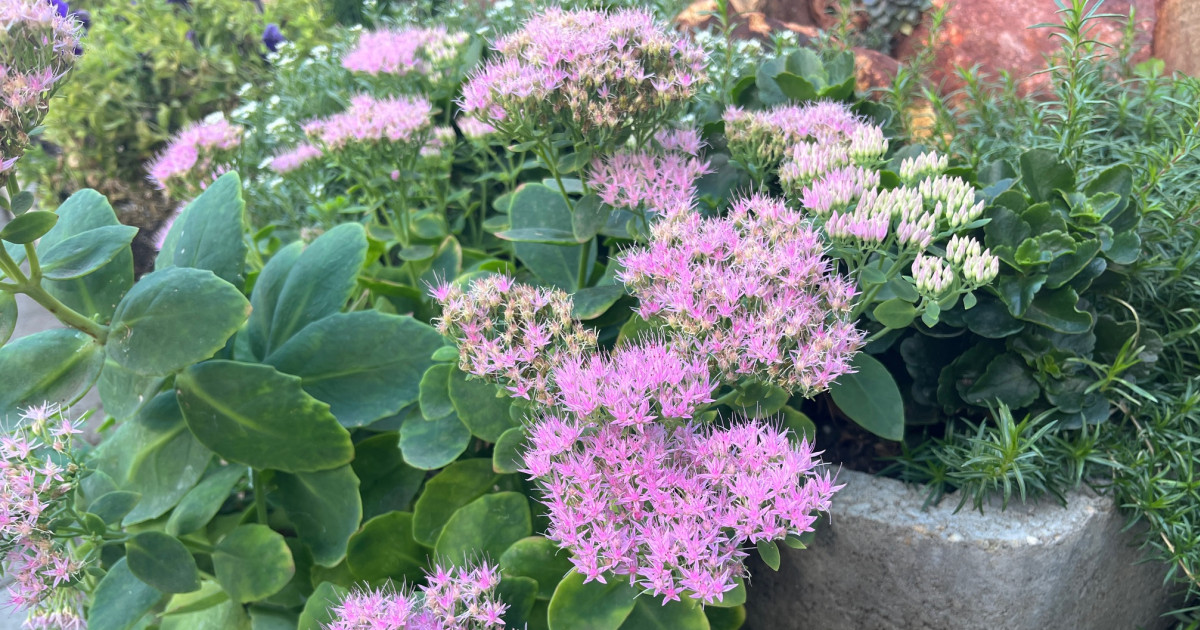 Borítókép: Hidegtűrő kedvencek: 8 gyönyörű növény, mely színesítheti a kertedet az őszi hónapokban is