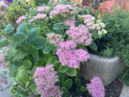 Borítókép: Hidegtűrő kedvencek: 8 gyönyörű növény, mely színesítheti a kertedet az őszi hónapokban is