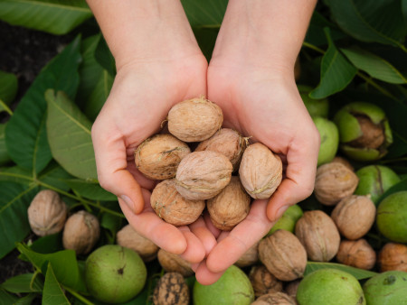 Borítókép: Miért feketedik a dió, és hogyan menthető meg a termés? 
