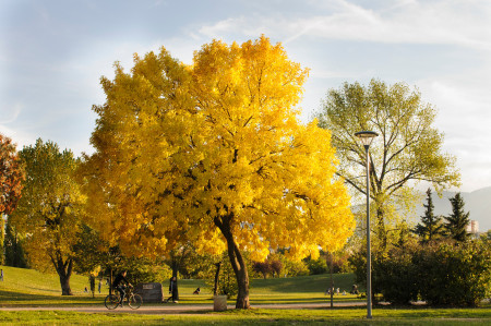 Borítókép: A leghosszabb életű fák, amelyeket akár te is ültethetsz a kertedben