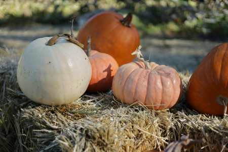 Borítókép: 10 program Budapesten és környékén, amit ne hagyj ki októberben