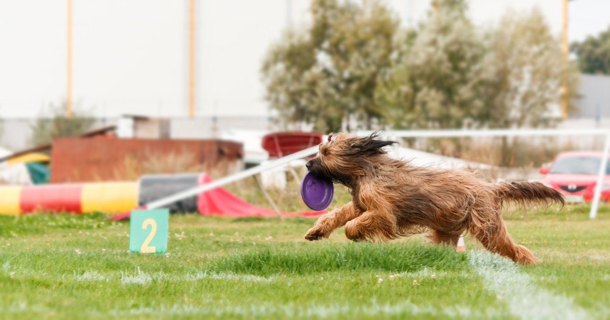 Hosszú szőrű kutya elkap egy frizbit egy agilty pályán.