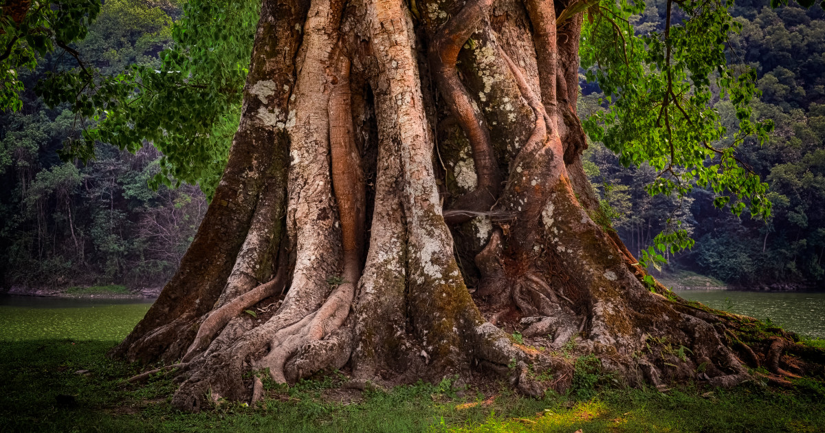 Borítókép: Az ősi kelta fahoroszkóp sokkal többet elárul rólad, mint a csillagjegyed: a druidák ebben hittek 