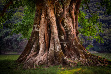Borítókép: Az ősi kelta fahoroszkóp sokkal többet elárul rólad, mint a csillagjegyed: a druidák ebben hittek 