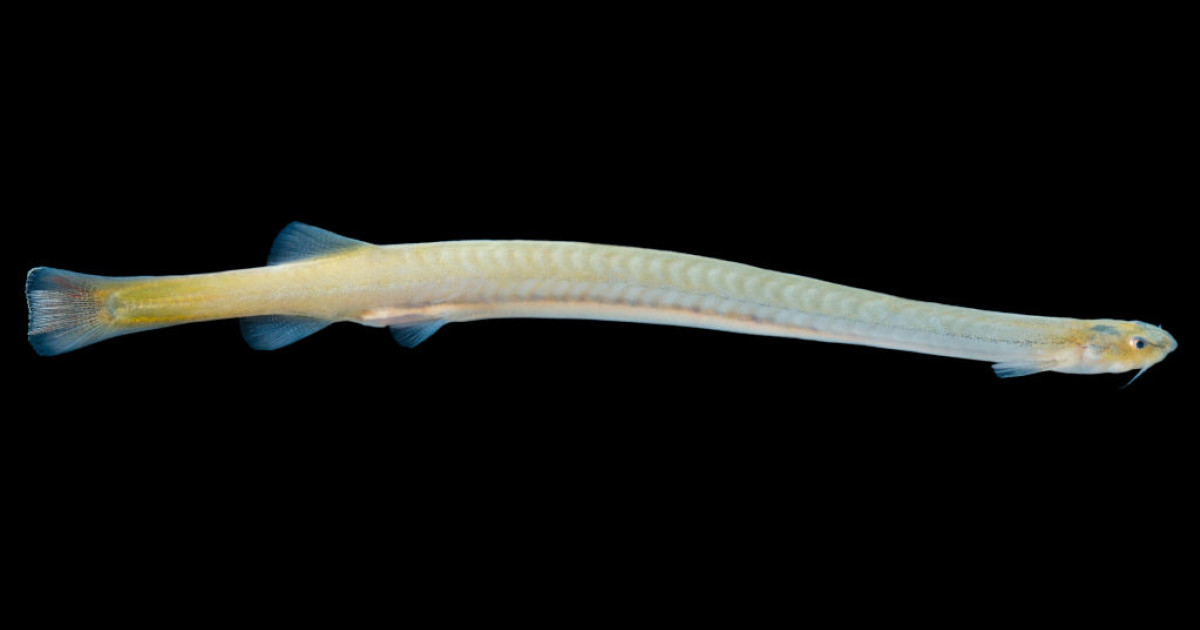 Kép