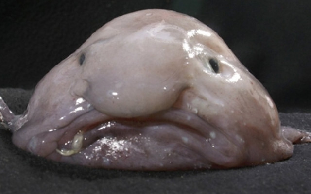 Blobfish