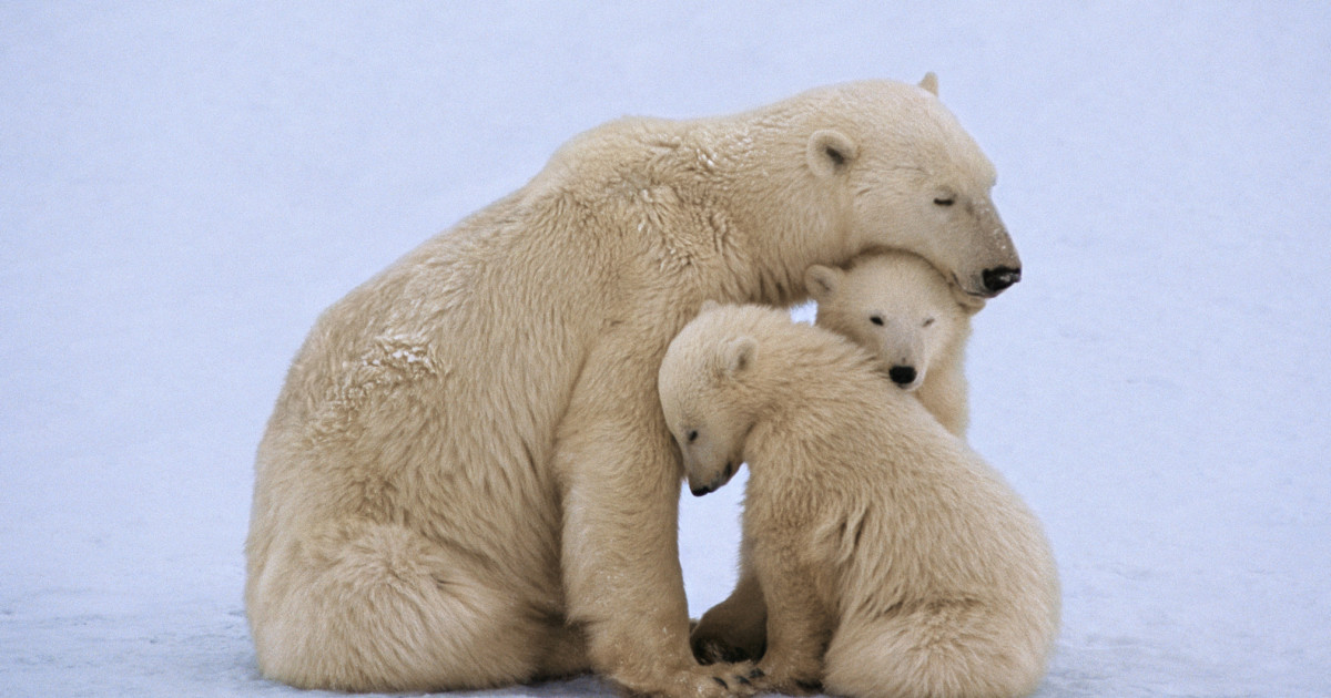 Borítókép: A 8 legveszélyeztetettebb állatfaj, ami a kihalás szélére került: némelyik láttán neked is leesik az állad
