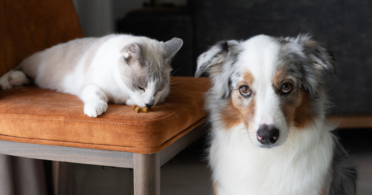 Borítókép: 7 dolog, amit az állatorvosok szerint nem kéne megvenned a kutyádnak vagy a macskádnak