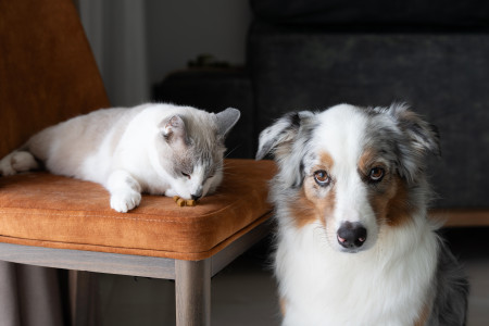 Borítókép: 7 dolog, amit az állatorvosok szerint nem kéne megvenned a kutyádnak vagy a macskádnak