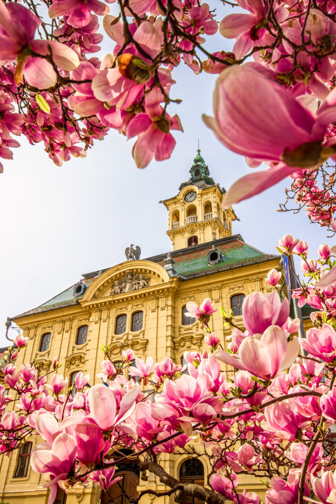 Szeged /Városháza tavaszi virágos