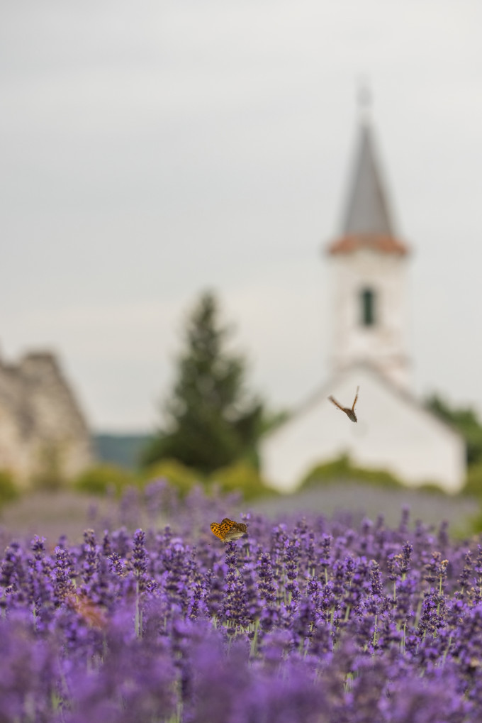Dörgicse / Levendula major