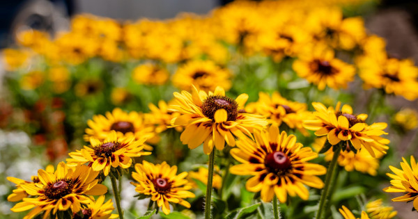 Borítókép: Tavaszi lendülettel a zöldebb Magyarországért