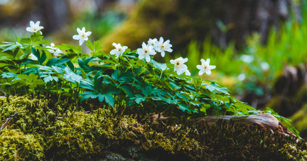 Borítókép: 10 magyar kirándulóhely, ami tavasszal a legszebb, és amiket idén neked is látnod kell