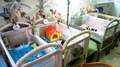 Borítókép: Kukkolni jó: főleg cuki kiskutyákat!