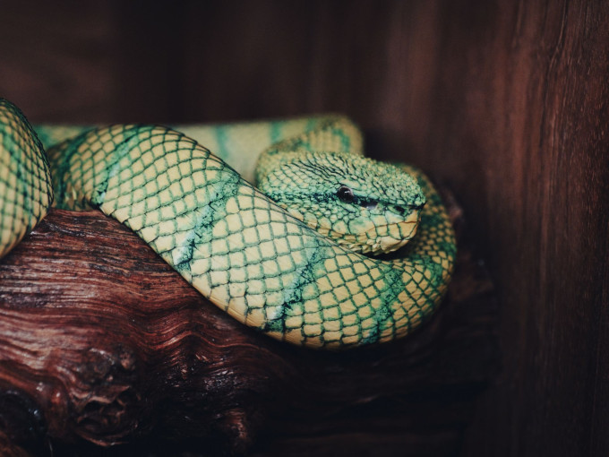Vipera a tenyészközpontban