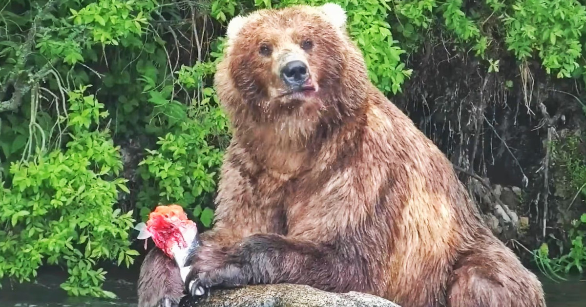 Ismerd meg a világ legszebb dagi medvéjét
