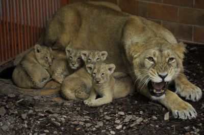 Borítókép: Csak most derült fény a négy kisoroszlán születésére!