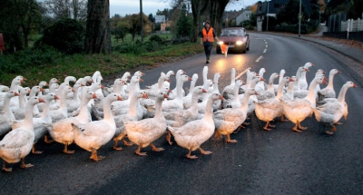 Borítókép: MINDJÁRT PÉNTEK KÖLYÖK: Márton-nap, mese, minőség