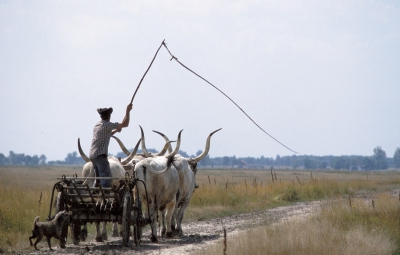 Borítókép: Gyerekkel vagyok #2: Dél-Alföld
