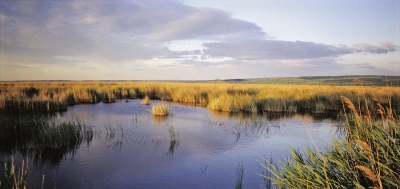 Borítókép: Nyüzsi #1: A Fertő-tó