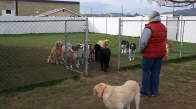 Borítókép: Névsorolvasás a kutyaiskolában – a háttal ülő labrador a legjobb fej!