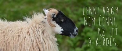 Borítókép: A skót felföldi birkák a Hamletből szavalnak