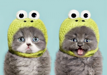 Borítókép: Kormos Anett: „a gyerekeim állatira nem hasonlítanak egymásra”